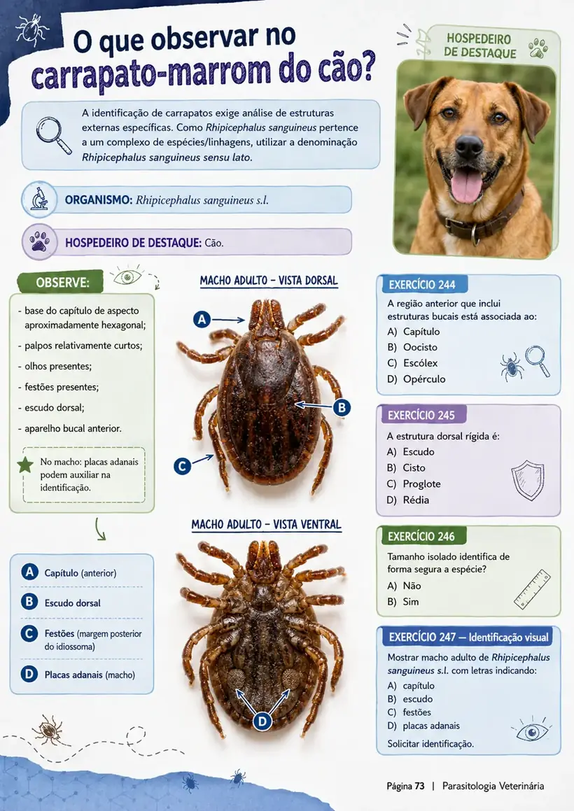 Página sobre o carrapato-marrom do cão