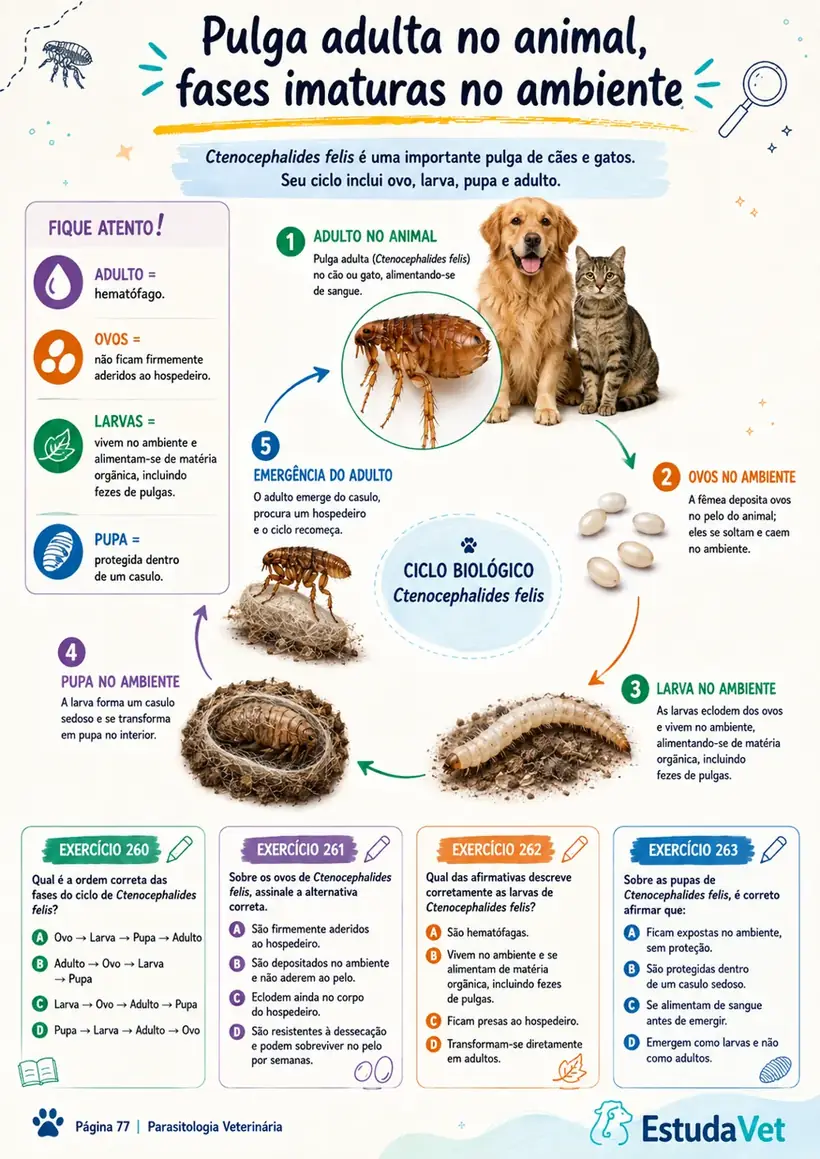 Página sobre o ciclo da pulga