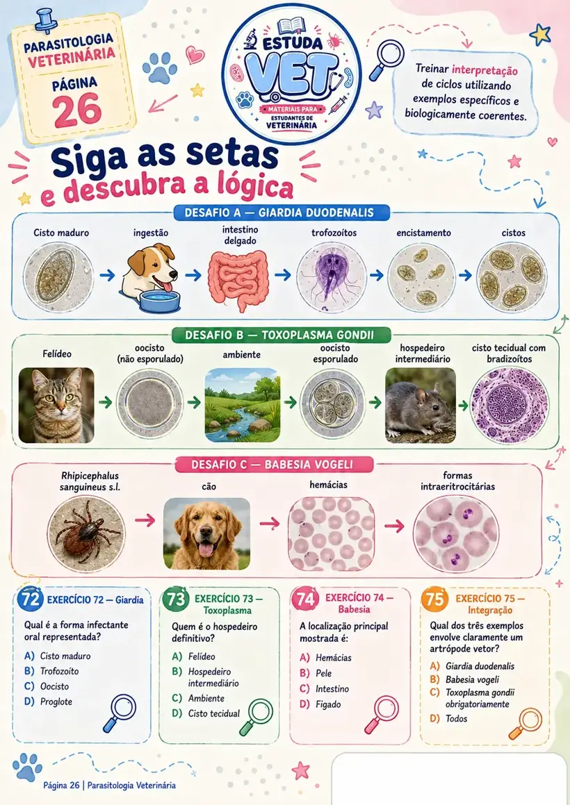 Página de ciclos: siga as setas e descubra a lógica